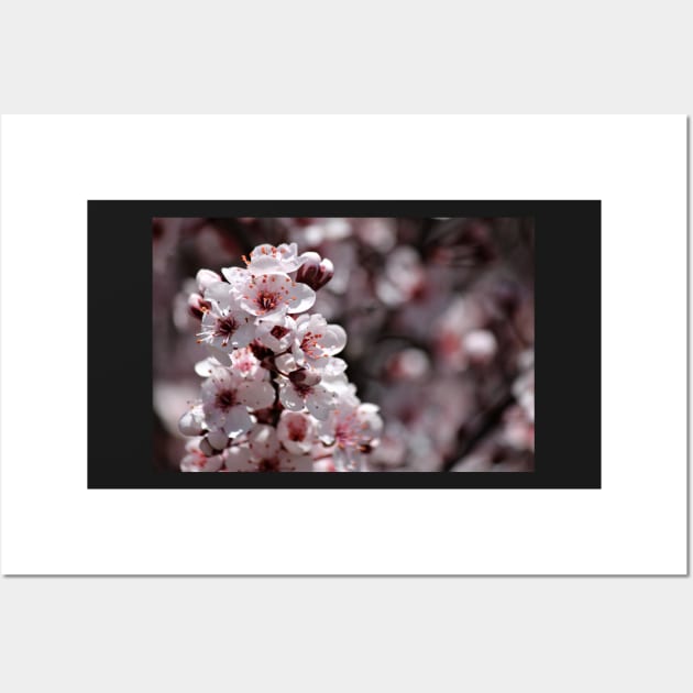 Japanese Cherry Tree (#1) Wall Art by photoclique